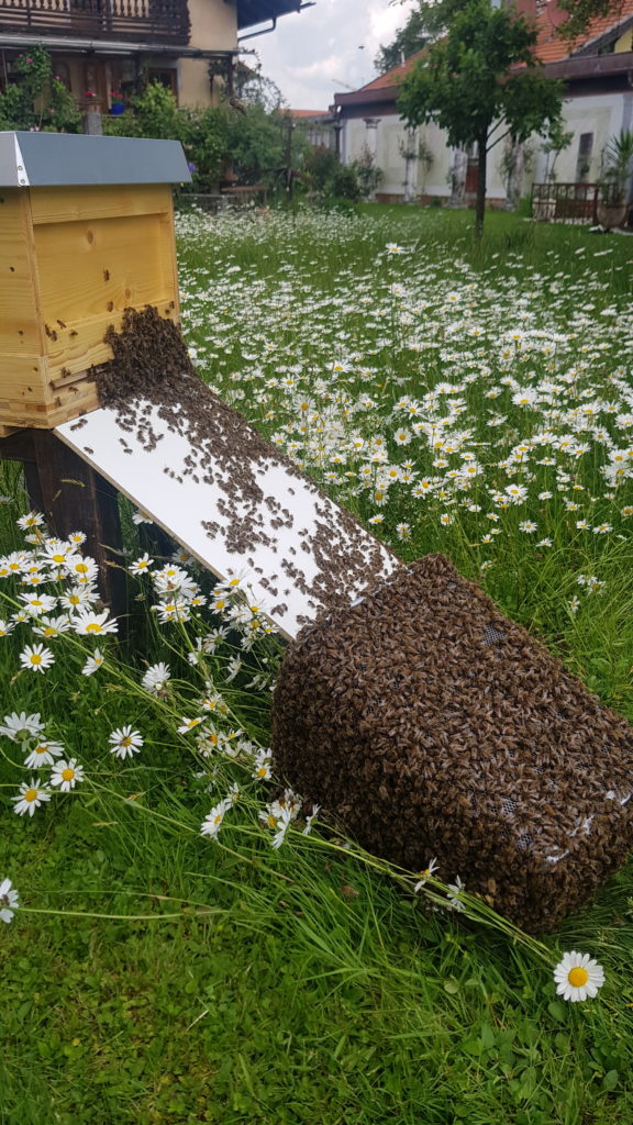 Bienenschwarm bekommt im Garten ein neues Zuhause