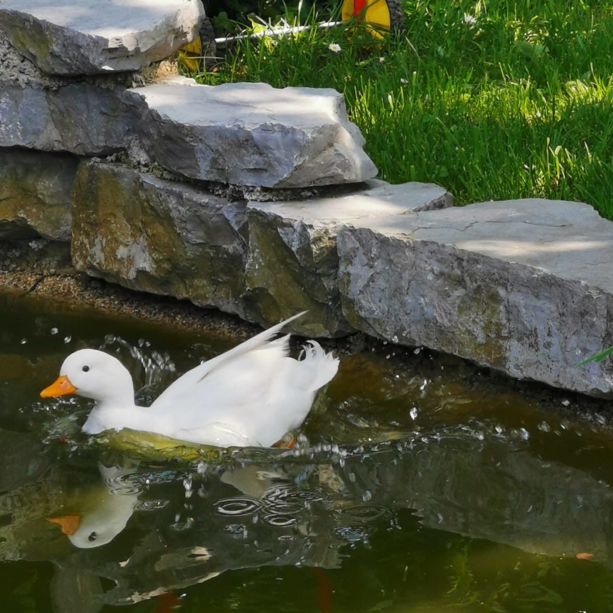 Ente im Teich der Imkerei Kassewalder in Amerang
