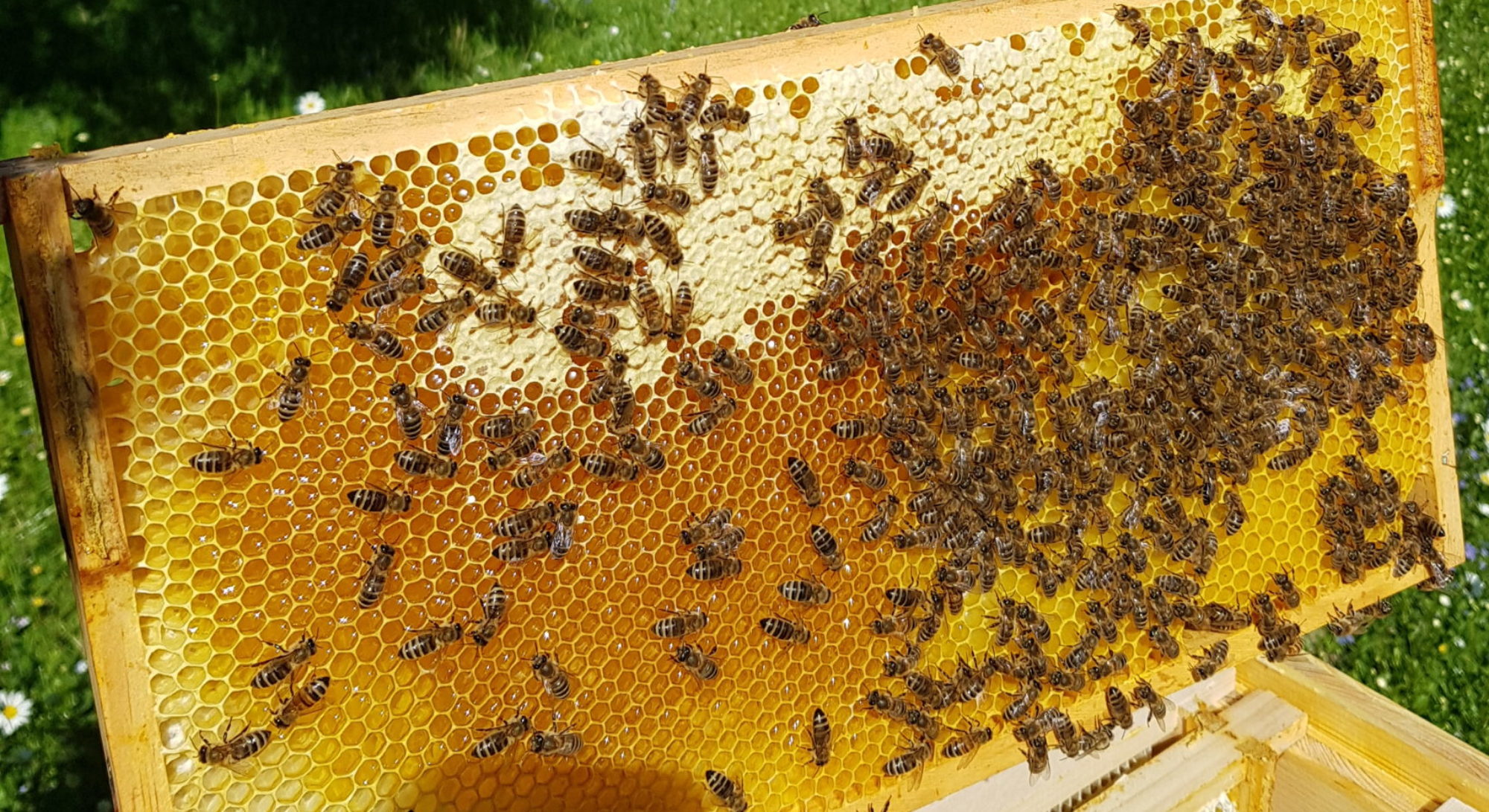 Honigwabe voller Honig und mit Bienen drauf